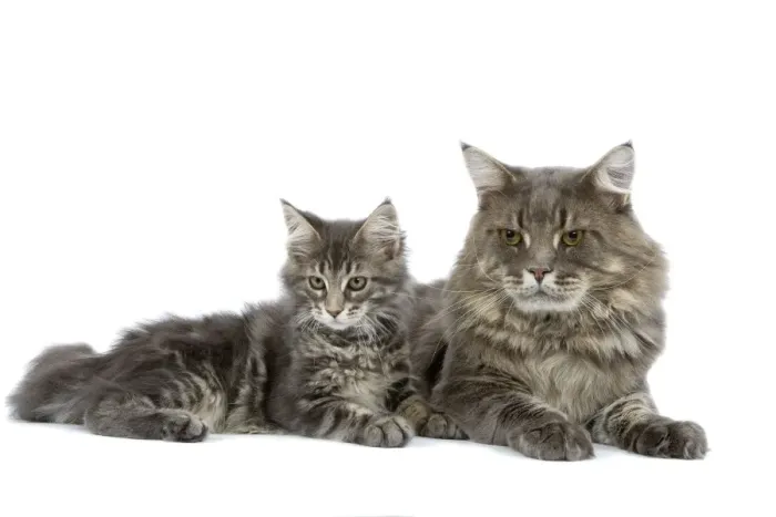 Framed Print : Cat - Maine Coon blue blotched tabby - adult & kitten