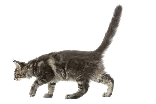 Cat - Maine Coon blue blotched tabby in studio