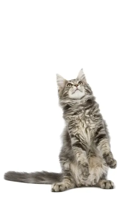 Framed Print : Cat - Maine Coon blue blotched tabby in studio on hind legs Framed Print : Cat - Maine Coon blue blotched tabby in studio on hind legs