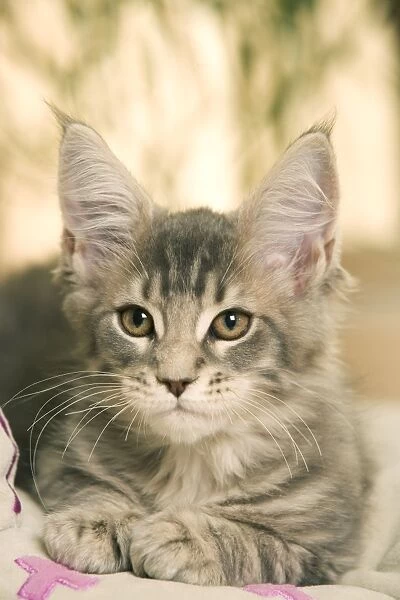 Cat - Maine Coon kitten