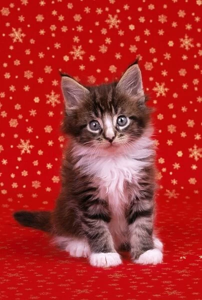 Cat - Maine Coon Kitten