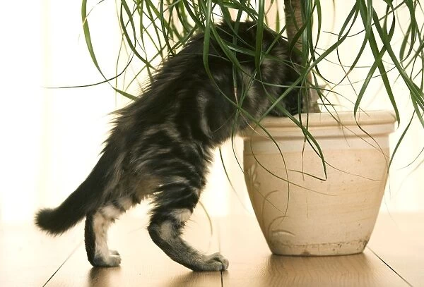 Cat - Maine Coon kitten climbing into flowerpot