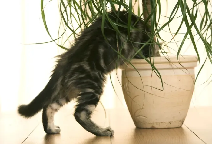 Framed Print : Cat - Maine Coon kitten climbing into flowerpot Framed Print : Cat - Maine Coon kitten climbing into flowerpot