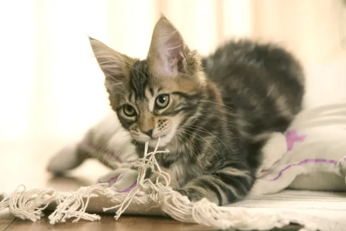 Framed Print : Cat- Maine coon kitten playing with rug Framed Print : Cat- Maine coon kitten playing with rug