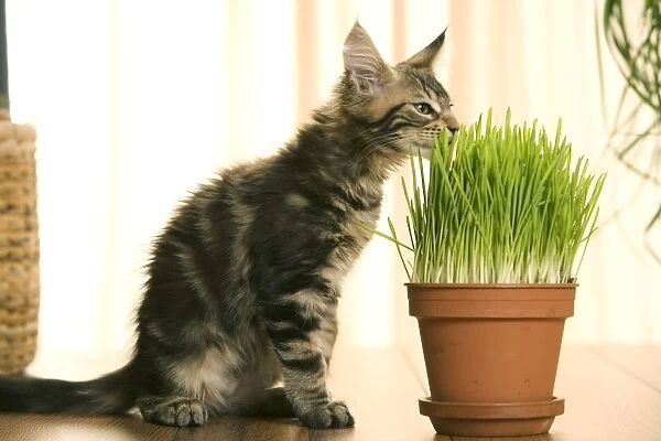 Cat - Maine Coon kitten sniffing grass in flowerpot