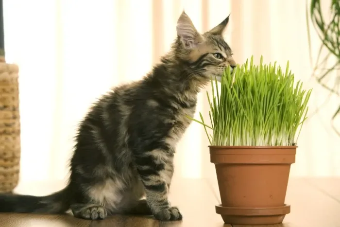 Framed Print : Cat - Maine Coon kitten sniffing grass in flowerpot Framed Print : Cat - Maine Coon kitten sniffing grass in flowerpot