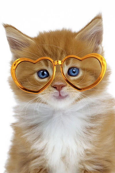 Cat - Maine Coon kitten wearing gold heart shaped glasses