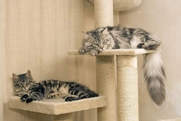 Cat - Two Maine Coons asleep on platform ontop of scratching post