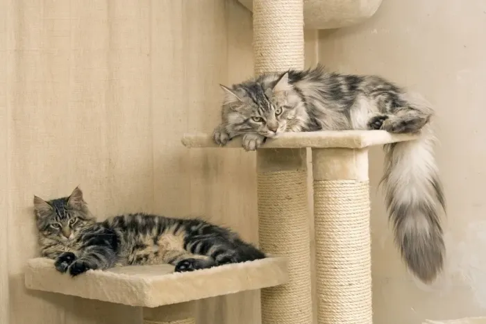 Framed Print : Cat - Two Maine Coons asleep on platform ontop of scratching post Framed Print : Cat - Two Maine Coons asleep on platform ontop of scratching post