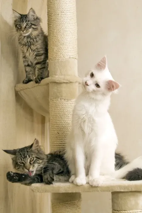Framed Print : Cat- Maine coons on scratching post Framed Print : Cat- Maine coons on scratching post
