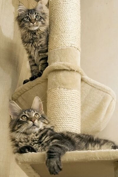 Cat- Maine coons on scratching post
