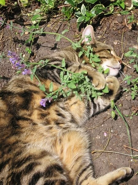 Cat male Tabby rolling ecstatically on cat-nip plants & appears quite intoxicated