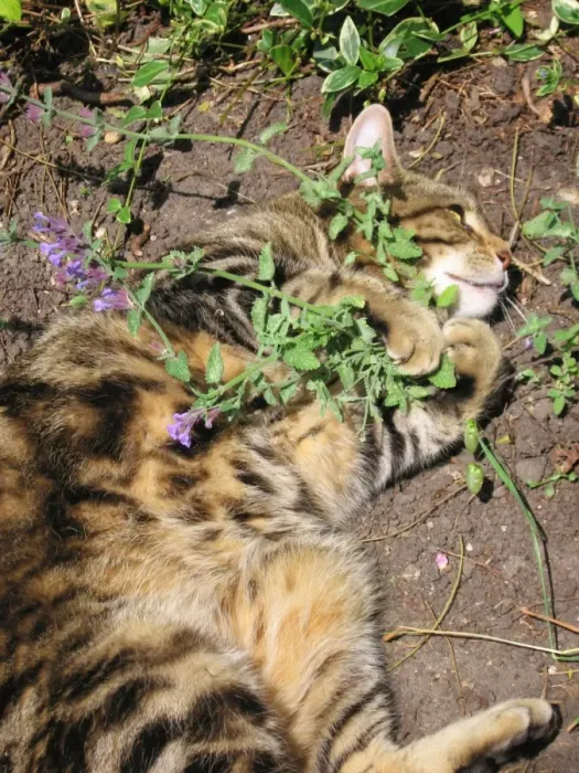 Framed Print : Cat male Tabby rolling ecstatically on cat-nip plants & appears quite intoxicated Framed Print : Cat male Tabby rolling ecstatically on cat-nip plants & appears quite intoxicated