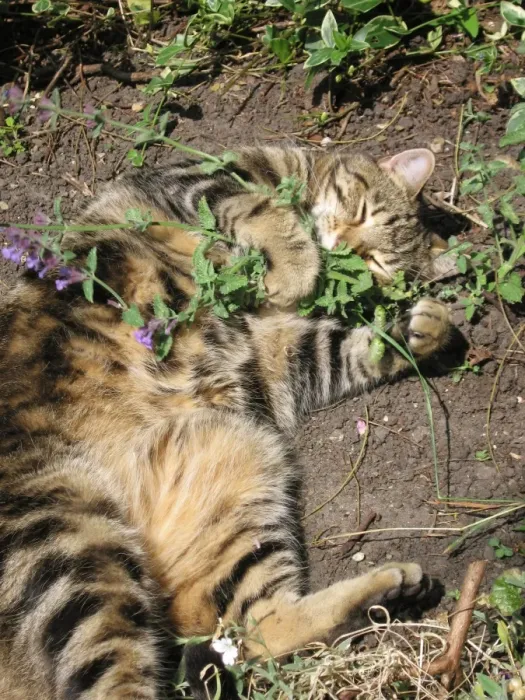 Framed Print : Cat - male Tabby rolling ecstatically on Cat-nip plants & appears quite intoxicated Framed Print : Cat - male Tabby rolling ecstatically on Cat-nip plants & appears quite intoxicated