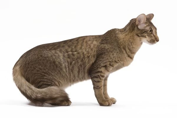 Cat - Mandarin chocolate spotted tabby - 1 year old in studio