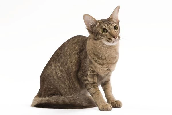 Cat - Mandarin chocolate spotted tabby - 1 year old in studio