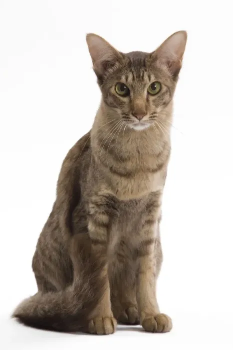 Framed Print : Cat - Mandarin chocolate spotted tabby - 1 year old in studio Framed Print : Cat - Mandarin chocolate spotted tabby - 1 year old in studio