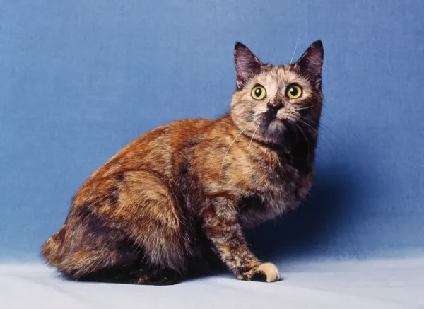 Tortoiseshell Manx Cat Breeders Humane Society Tortoiseshell Cat
