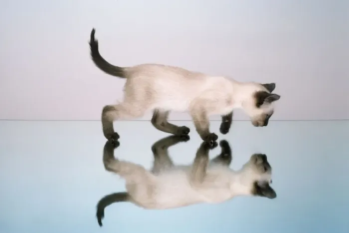 Framed Print : Cat - on mirror Framed Print : Cat - on mirror