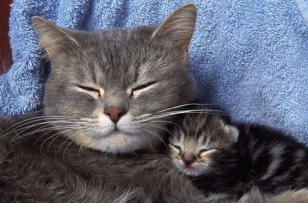 Cat - mother and 10 day old kitten asleep