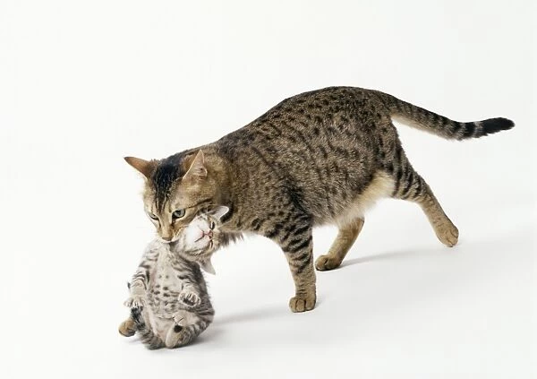 CAT - mother carrying kitten