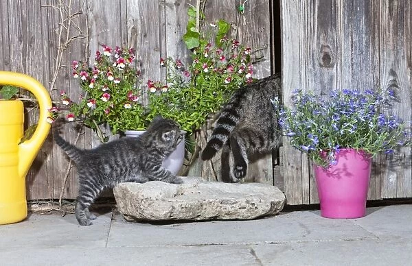 Cat - mother entering garden shed followed by kitten - Lower Saxony - Germany
