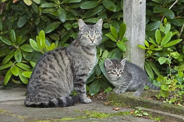 Cat - mother with kitten in garden - Lower Saxony - Germany