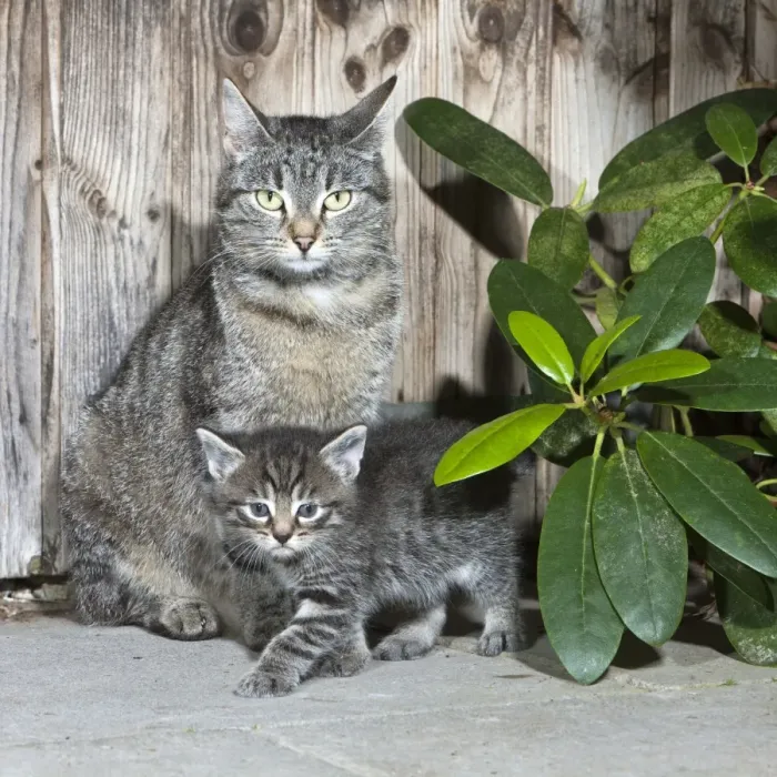 Framed Print : Cat - mother with kitten beside garden shed - Lower Saxony - Germany Framed Print : Cat - mother with kitten beside garden shed - Lower Saxony - Germany
