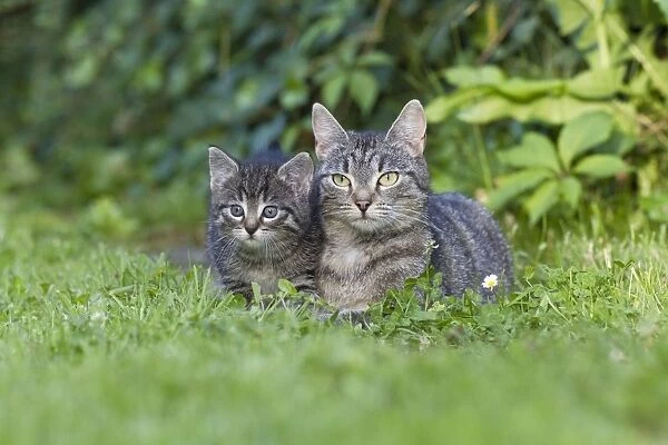 Cat - mother with kitten resting in garden - Lower Saxony - Germany