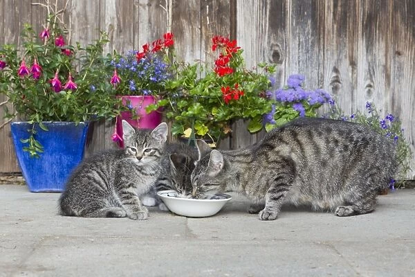 Cat - mother with two kittens feeding outdoors - Lower Saxony - Germany