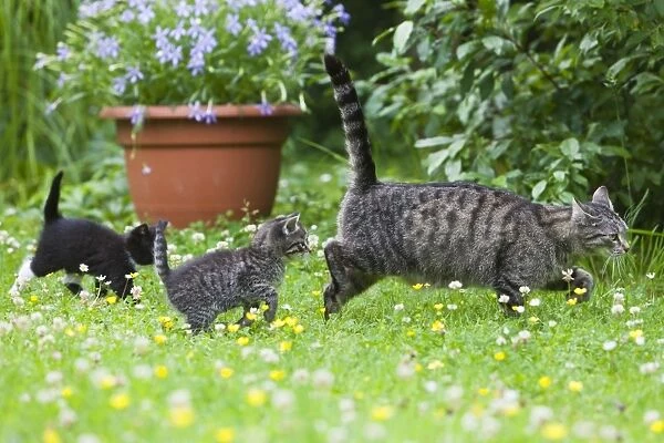 Cat - mother with two kittens in garden - Lower Saxony - Germany