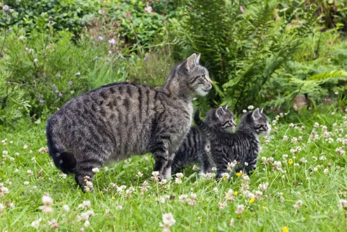 Framed Print : Cat - mother with two kittens in garden - Lower Saxony - Germany Framed Print : Cat - mother with two kittens in garden - Lower Saxony - Germany