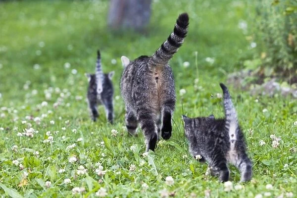 Cat - mother with two kittens in garden - rear view - Lower Saxony - Germany
