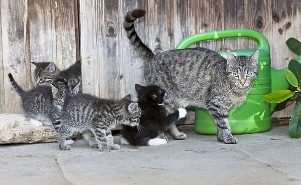 Cat - mother with four kittens in front of garden shed - Lower Saxony - Germany