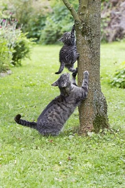 Cat - mother playing with kitten on tree trunk - Lower Saxony - Germany