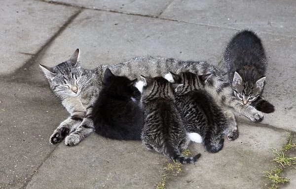 Cat - mother suckling four kittens outdoors - Lower Saxony - Germany