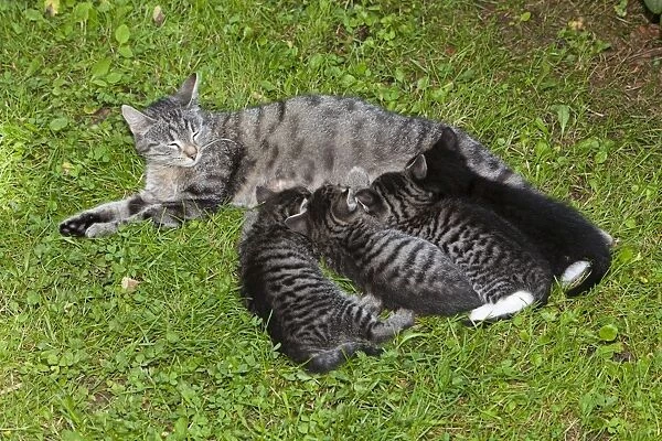 Cat - mother suckling four kittens outdoors - Lower Saxony - Germany