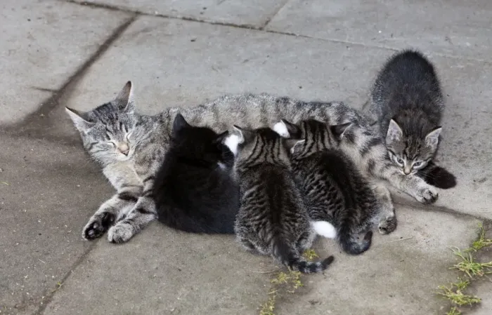 Framed Print : Cat - mother suckling four kittens outdoors - Lower Saxony - Germany