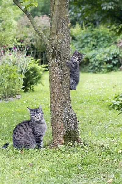 Cat - mother watching kitten playing on tree trunk - Lower Saxony - Germany
