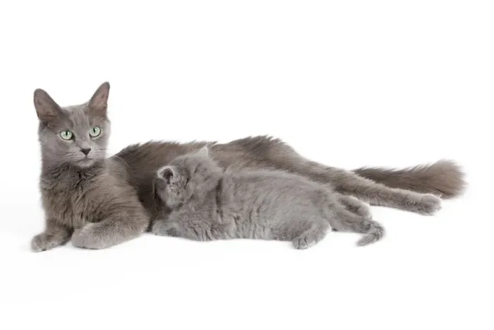 Framed Print : Cat - Nebelung - Cat with kitten Framed Print : Cat - Nebelung - Cat with kitten