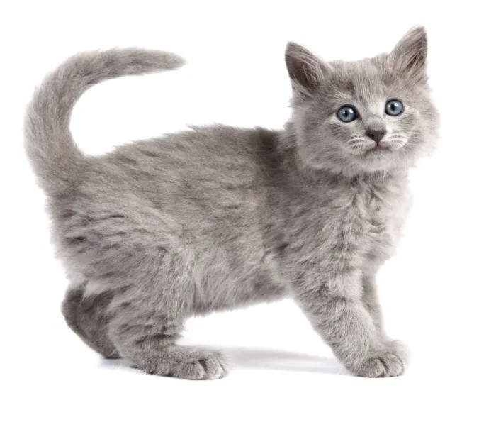 Framed Print : Cat - Nebelung Kitten Framed Print : Cat - Nebelung Kitten