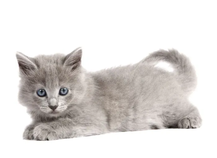 Framed Print : Cat - Nebelung Kitten Framed Print : Cat - Nebelung Kitten