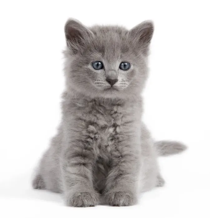 Framed Print : Cat - Nebelung kitten Framed Print : Cat - Nebelung kitten