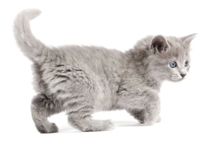 Framed Print : Cat - Nebelung Kitten Framed Print : Cat - Nebelung Kitten