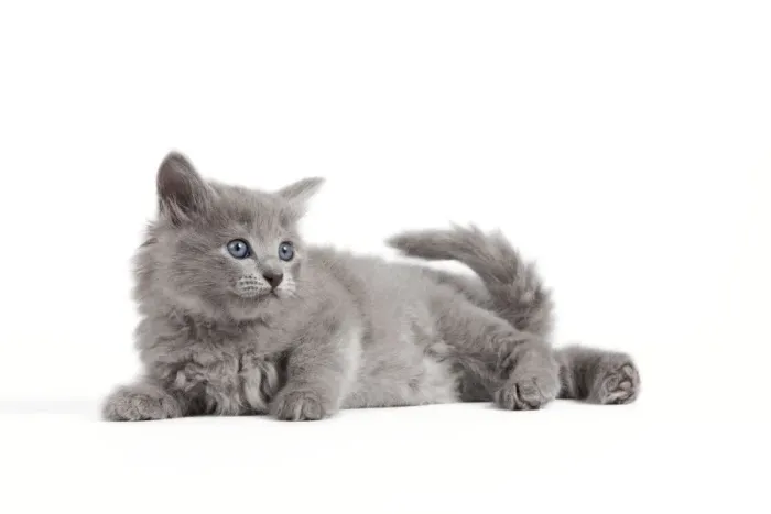 Framed Print : Cat - Nebelung kitten Framed Print : Cat - Nebelung kitten