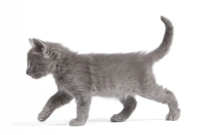 Framed Print : Cat - Nebelung Kitten Framed Print : Cat - Nebelung Kitten