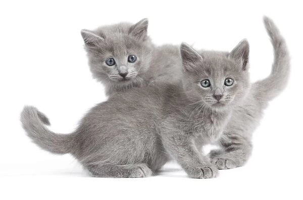 Cat - Nebelung Kittens