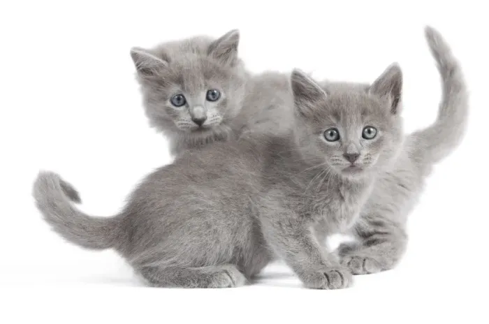 Framed Print : Cat - Nebelung Kittens Framed Print : Cat - Nebelung Kittens