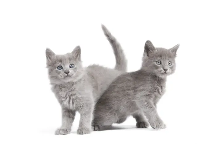 Framed Print : Cat - Nebelung Kittens Framed Print : Cat - Nebelung Kittens
