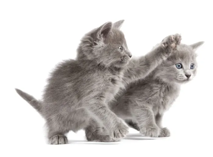 Framed Print : Cat - Nebelung Kittens Framed Print : Cat - Nebelung Kittens